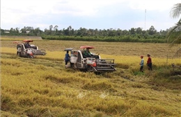 Tham gia mô hình liên kết sản xuất, nông dân lãi từ 35 - 40 triệu đồng/ha