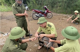 Truy quét, ngăn chặn nạn săn bắt, bẫy chim hoang dã