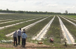 Long An: Gần 13.000 ha lúa, hoa màu bị ảnh hưởng do mưa, triều cường