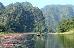 Nao lòng vẻ đẹp mùa hoa súng ở Ninh Bình