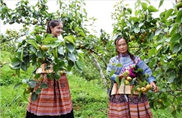 Phát huy hiệu quả các Chương trình mục tiêu quốc gia tại vùng đồng bào dân tộc thiểu số