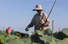 Sinh kế mới ở &#39;Lung trời&#39;