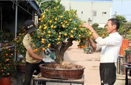 Nghệ nhân thổi &#39;hồn&#39; cho quất bonsai