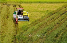 Lúa Đông Xuân sớm ở Hậu Giang mất giá, năng suất thấp