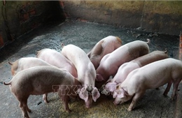 Giá lợn thịt tăng mạnh, người chăn nuôi phấn khởi