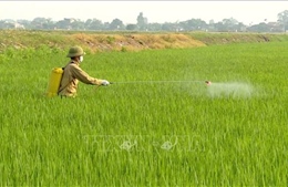 Khuyến cáo phòng trừ sinh vật gây hại, bảo vệ cây trồng vụ Đông Xuân