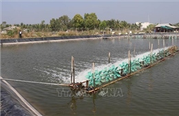 Khởi sắc kinh tế cù lao Tân Phú Đông