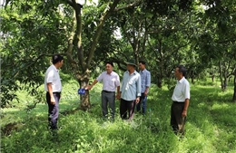 Phát triển hơn 3.300 ha xoài ở vùng kiểm soát lũ đầu nguồn sông Tiền