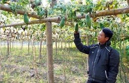 Bắc Kạn xác minh nguyên nhân cây bí xanh thơm chết hàng loạt