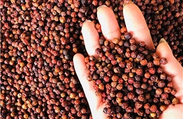 Xuất khẩu hồ tiêu tăng 58% về giá trị