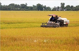 Xây dựng vùng chuyên canh, trọng điểm sản xuất lúa hàng hóa