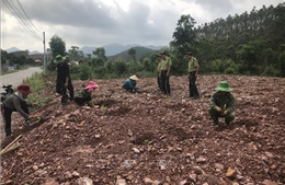 Đẩy nhanh tiến độ trồng rừng sau bão số 3