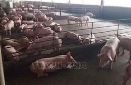 Bến Tre hỗ trợ kinh phí di dời hơn 2.300 cơ sở chăn nuôi