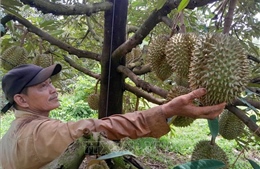 Mưa lớn kéo dài gây thiệt hại cho sầu riêng tại Bình Phước