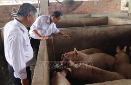 Đề nghị Bộ Công an vào cuộc điều tra vụ Công ty Chăn nuôi C.P. Việt Nam bị &#39;tố&#39; bán thịt lợn bệnh 