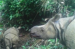 Indonesia di dời tê giác Java nhằm đa dạng hóa nguồn gene
