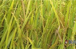 Thanh Hóa: Nhiều diện tích lúa bị mất trắng do không kết hạt