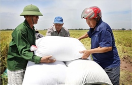 Bão số 1: Thái Bình khẩn trương thu hoạch lúa tránh bão
