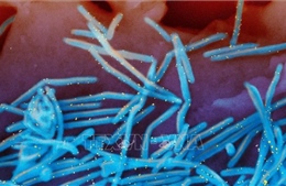 Mỹ: Cơ quan tiêm chủng ủng hộ loại thuốc mới phòng bệnh do virus RSV cho trẻ em