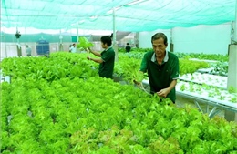 Định hướng của thị trường các mô hình kinh tế tập thể 