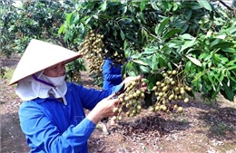Phát triển vùng nhãn đặc sản Hưng Yên theo tiêu chuẩn VietGAP