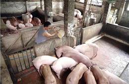 Chủ động bảo vệ đàn vật nuôi mùa mưa bão