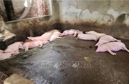 Dịch tả lợn châu Phi đã lan ra ở 21 xã của Phú Thọ