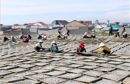 Trúng mùa cá, lao động phổ thông ở vùng biển Khánh Hòa có thêm thu nhập