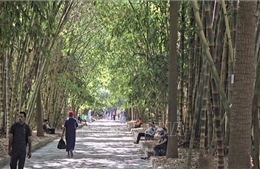 Rì rào tiếng tre Việt Nam giữa lòng Bắc Phi