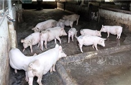 Ninh Bình: Tập trung xử lý dứt điểm, triệt để các ổ dịch tả lợn châu Phi