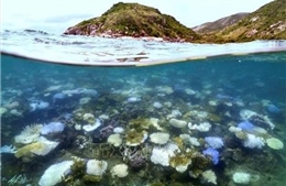 Báo động tình trạng suy giảm nghiêm trọng rạn san hô Great Barrier 