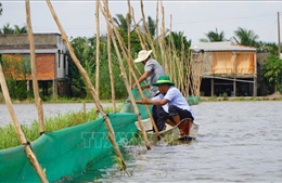Khởi động mô hình nuôi trữ cá mùa nước nổi