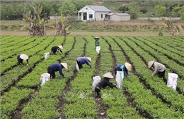 Xuất khẩu sụt giảm, chè Việt chinh phục thị trường nội địa