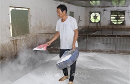 Ninh Bình ngăn chặn dịch tả lợn châu Phi