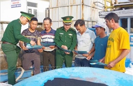 Chống khai thác IUU: Kiên quyết xử lý tàu cá vi phạm