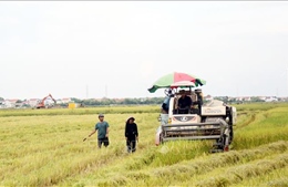Ứng phó bão số 9: Quảng Trị khẩn trương thu hoạch lúa theo phương châm &#39;xanh nhà hơn già đồng&#39;