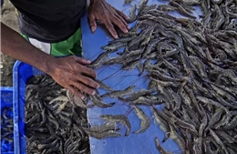 Cú sốc &#39;tôm nhiễm phóng xạ&#39; đe dọa hàng triệu sinh kế tại Indonesia
