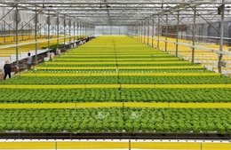 Nông nghiệp Việt Nam trước ngưỡng cửa công nghệ chỉnh sửa gen