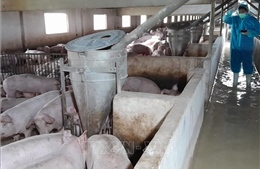 Ngành chăn nuôi chuyển mình mạnh nhờ công nghệ hiện đại