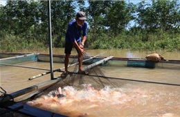 Đồng Nai còn nhiều dư địa bứt phá thành vùng sản xuất thủy sản công nghệ cao