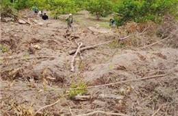 Gia Lai làm rõ vụ phá hơn 6.300m² rừng tự nhiên tại xã Uar