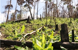 An Giang xử lý nhiều vụ lấn chiếm đất rừng đặc dụng và phòng hộ