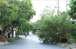 Thiệt hại hơn 170 tỷ đồng do bão số 13, Đắk Lắk dồn lực khắc phục hậu quả