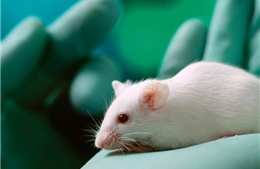Trí tuệ nhân tạo: Anh tận dụng AI để cắt giảm thử nghiệm trên động vật