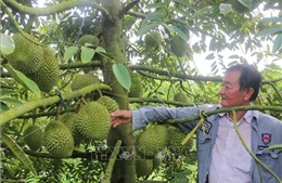 Thu tiền tỷ từ trồng sầu riêng nghịch vụ trên đất lúa kém hiệu quả