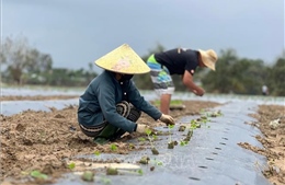 Ươm mầm xanh nơi &#39;rốn lũ&#39; Đà Nẵng