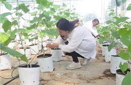 Việt Nam và Israel thúc đẩy hợp tác đào tạo và khoa học - công nghệ