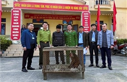 Người dân giao nộp khỉ mặt đỏ quý hiếm cho cơ quan chức năng