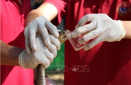 Nơi cấp cứu, điều trị rắn độc cắn duy nhất trong quân đội