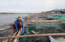 Khôi phục sản xuất chăn nuôi sau bão lũ, đảm bảo nguồn cung dịp Tết